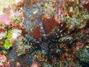 Lionfish. Pot�p�n� u ostrov� Togian, Kadidiri, lokalita Taipee Wall. Sulawesi,  Indon�sie.