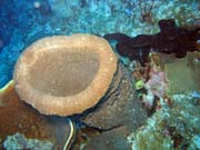 Pot�p�n� u ostrov� Togian, Kadidiri, lokalita Taipee Wall. Sulawesi,  Indon�sie.