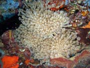 Pot�p�n� u ostrov� Togian, Kadidiri, lokalita Taipee Wall. Sulawesi,  Indon�sie.