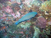 Parrotfish. Pot�p�n� u ostrov� Togian, Kadidiri, lokalita Taipee Wall. Sulawesi,  Indon�sie.