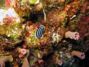 Nudibranch. Pot�p�n� u ostrov� Togian, Kadidiri, lokalita Taipee Wall. Sulawesi,  Indon�sie.