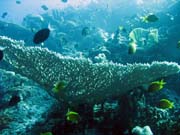 Pot�p�n� u ostrov� Togian, Kadidiri, lokalita Taipee Wall. Sulawesi,  Indon�sie.