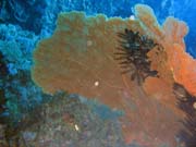 Pot�p�n� u ostrov� Togian, Kadidiri, lokalita Taipee Wall. Sulawesi,  Indon�sie.