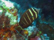 Pot�p�n� u ostrov� Togian, Kadidiri, lokalita Taipee Wall. Sulawesi,  Indon�sie.