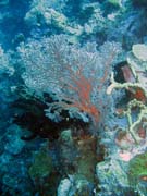 Pot�p�n� u ostrov� Togian, Kadidiri, lokalita Taipee Wall. Sulawesi,  Indon�sie.