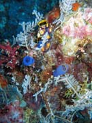 Pot�p�n� u ostrov� Togian, Kadidiri, lokalita Labyrint. Sulawesi,  Indon�sie.