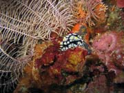Nudibranch. Pot�p�n� u ostrov� Togian, Kadidiri, lokalita Labyrint. Sulawesi,  Indon�sie.