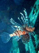 Perut�n, nebo-li Lionfish. Pot�p�n� u ostrov� Togian, Kadidiri, vrak bombard�ru B24 z druh� sv�tov� v�lky potopen� 3. kv�tna 1945. Sulawesi,  Indon�sie.
