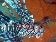 Perut�n, nebo-li Lionfish. Pot�p�n� u ostrov� Togian, Kadidiri, vrak bombard�ru B24 z druh� sv�tov� v�lky potopen� 3. kv�tna 1945. Sulawesi,  Indon�sie.