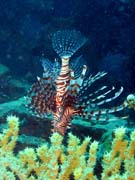 Perut�n, nebo-li Lionfish. Pot�p�n� u ostrov� Togian, Kadidiri, vrak bombard�ru B24 z druh� sv�tov� v�lky potopen� 3. kv�tna 1945. Sulawesi,  Indon�sie.