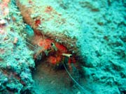 Krab. Pot�p�n� u ostrov� Togian, Kadidiri, vrak bombard�ru B24 z druh� sv�tov� v�lky. Sulawesi,  Indon�sie.