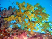 Pot�p�n� u ostrov� Togian, Kadidiri, okol� vraku bombard�ru B24 z druh� sv�tov� v�lky. Sulawesi,  Indon�sie.