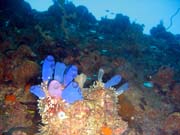 Pot�p�n� u ostrov� Togian, Kadidiri, okol� vraku bombard�ru B24 z druh� sv�tov� v�lky. Sulawesi,  Indon�sie.