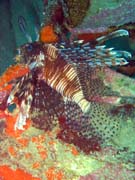 Perut�n, nebo-li Lionfish. Pot�p�n� u ostrov� Togian, Kadidiri, vrak bombard�ru B24 z druh� sv�tov� v�lky potopen� 3. kv�tna 1945. Sulawesi,  Indon�sie.