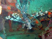 Perut�n, nebo-li Lionfish. Pot�p�n� u ostrov� Togian, Kadidiri, vrak bombard�ru B24 z druh� sv�tov� v�lky potopen� 3. kv�tna 1945. Sulawesi,  Indon�sie.