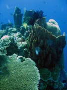 Pot�p�n� u ostrov� Togian, Kadidiri, lokalita Two Canyons. Sulawesi,  Indon�sie.