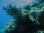 Pot�p�n� u ostrov� Togian, Kadidiri, lokalita Two Canyons. Sulawesi,  Indon�sie.