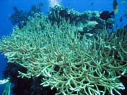 Pot�p�n� u ostrov� Togian, Kadidiri, lokalita Two Canyons. Sulawesi,  Indon�sie.