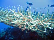 Pot�p�n� u ostrov� Togian, Kadidiri, lokalita Two Canyons. Sulawesi,  Indon�sie.