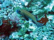 Pot�p�n� u ostrov� Togian, Kadidiri, lokalita Two Canyons. Sulawesi,  Indon�sie.