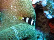 Clarks anemonefish (Amphiprion clarkii). Pot�p�n� u ostrov� Togian, Kadidiri, lokalita Two Canyons. Sulawesi,  Indon�sie.