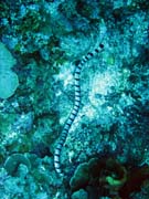 Kor�lov� had - Sea krait (Laticauda colubrina). Pot�p�n� u ostrov� Togian, Kadidiri, lokalita Two Canyons. Sulawesi,  Indon�sie.