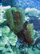 Pot�p�n� u ostrov� Togian, Kadidiri, lokalita Two Canyons. Sulawesi,  Indon�sie.