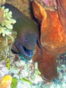 Mur�na, nebo-li Giant moray eel (Gymnothorax javanicus). Pot�p�n� u ostrov� Togian, Kadidiri, lokalita Two Canyons. Sulawesi,  Indon�sie.