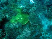 Pot�p�n� u ostrov� Togian, Kadidiri, lokalita Batu Gila. Sulawesi,  Indon�sie.