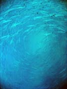 Barakudy. Pot�p�n� u ostrov� Togian, Una Una, lokalita Apollo. Sulawesi,  Indon�sie.