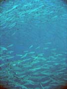 Barakudy. Pot�p�n� u ostrov� Togian, Una Una, lokalita Apollo. Sulawesi,  Indon�sie.