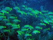 Pot�p�n� u ostrov� Togian, Una Una, lokalita Apollo. Sulawesi,  Indon�sie.