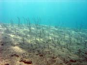 �ho�, nebo-li Garden eel. Pot�p�n� u ostrov� Togian, Una Una, lokalita Apollo. Sulawesi,  Indon�sie.