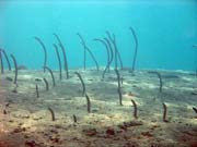 �ho�, nebo-li Garden eel. Pot�p�n� u ostrov� Togian, Una Una, lokalita Apollo. Sulawesi,  Indon�sie.