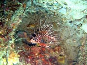 Lionfish. Pot�p�n� u ostrov� Togian, Una Una, lokalita Apollo. Sulawesi,  Indon�sie.