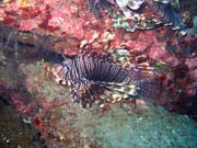 Lionfish. Pot�p�n� u ostrov� Togian, Una Una, lokalita Apollo. Sulawesi,  Indon�sie.
