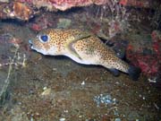 Spotted porcupinefish. Pot�p�n� u ostrov� Togian, Una Una, lokalita Apollo. Sulawesi,  Indon�sie.