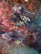 Lionfish. Pot�p�n� u ostrov� Togian, Una Una, lokalita Apollo. Sulawesi,  Indon�sie.