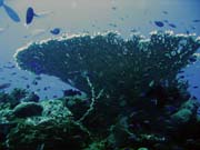 Pot�p�n� u ostrov� Togian, Una Una, lokalita Fishermania/Pinacle. Sulawesi,  Indon�sie.