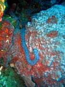 Pot�p�n� u ostrov� Togian, Una Una, lokalita Fishermania/Pinacle. Sulawesi,  Indon�sie.