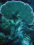 Pot�p�n� u ostrov� Togian, Una Una, lokalita Fishermania/Pinacle. Sulawesi,  Indon�sie.