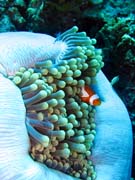 Klaun (Clown Anemonefish) ve sv�m hostiteli rostlin� anemone. Pot�p�n� u ostrov� Togian, Una Una, lokalita Fishermania/Pinnacle. Sulawesi,  Indon�sie.