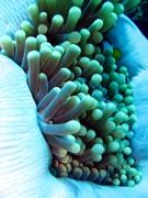 �ist�c� kreveta (Anemone Cleaning Shrimp). Pot�p�n� u ostrov� Togian, Una Una, lokalita Fishermania/Pinnacle. Sulawesi,  Indon�sie.
