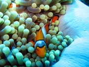 �ist�c� kreveta (Anemone Cleaning Shrimp) a Klaun (Clown Anemonefish) ve sv�m hostiteli rostlin� anemone. Pot�p�n� u ostrov� Togian, Una Una, lokalita Fishermania/Pinnacle. Sulawesi,  Indon�sie.