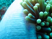 �ist�c� kreveta (Anemone Cleaning Shrimp). Pot�p�n� u ostrov� Togian, Una Una, lokalita Fishermania/Pinnacle. Sulawesi,  Indon�sie.