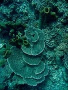 Pot�p�n� u ostrov� Togian, Una Una, lokalita Fishermania/Pinnacle. Sulawesi,  Indon�sie.