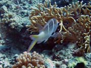 Pot�p�n� u ostrov� Togian, Una Una, lokalita Fishermania/Pinnacle. Sulawesi,  Indon�sie.