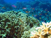 Pot�p�n� u ostrov� Togian, Una Una, lokalita Fishermania/Pinnacle. Sulawesi,  Indon�sie.