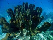 Pot�p�n� u ostrov� Togian, Una Una, lokalita Fishermania/Pinnacle. Sulawesi,  Indon�sie.