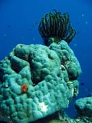 Pot�p�n� u ostrov� Togian, Una Una, lokalita Fishermania/Pinnacle. Sulawesi,  Indon�sie.